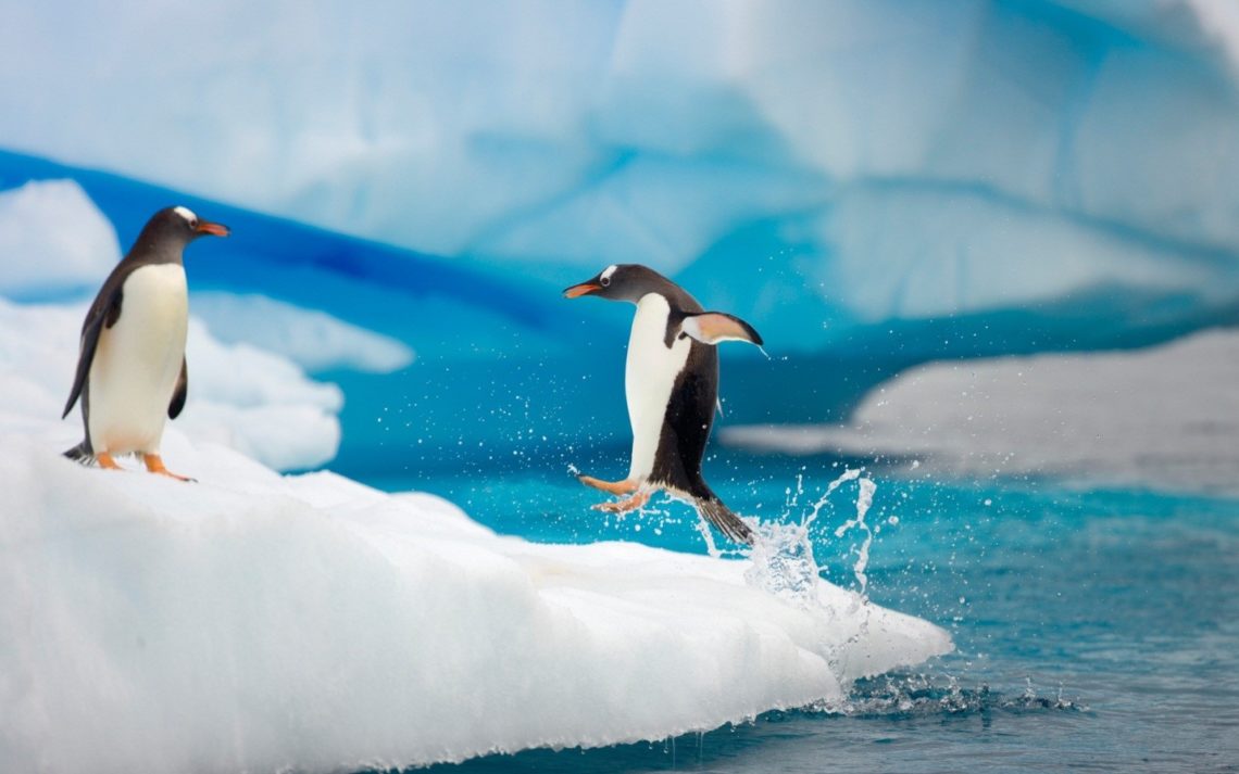 1720626434_penguins.jpg